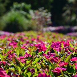 2017-03 New Zealand/Rotorua/DSC_0052.JPG